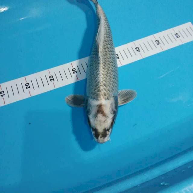 MUKASHI 39 CM