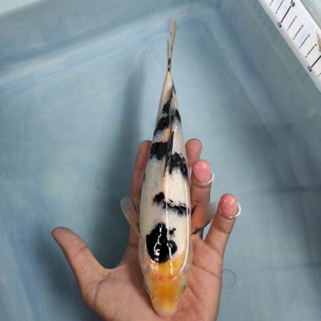Bekko 25cm