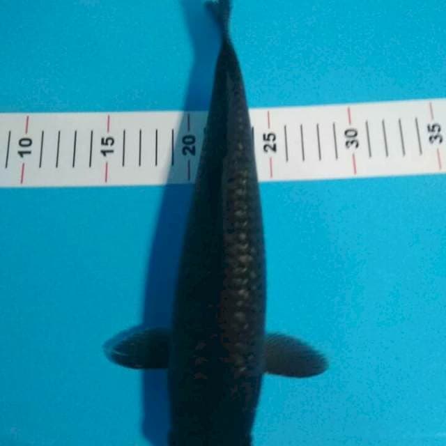 SORAGOI 30 CM