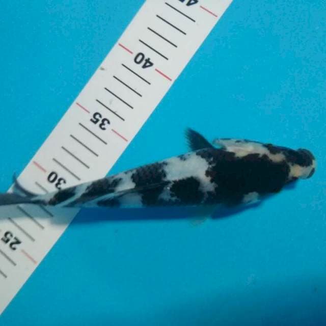 SHIRO 20 CM