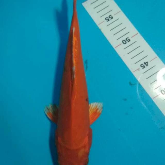 KAWARIMONO 29 CM