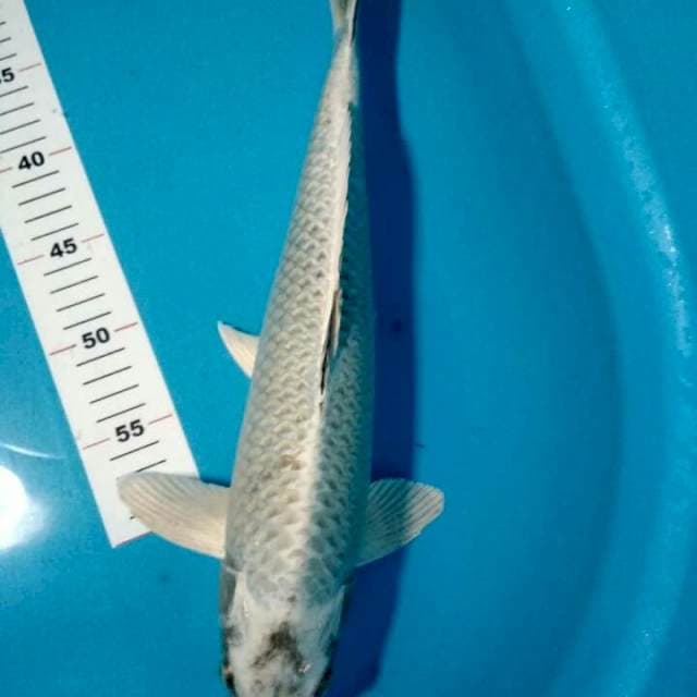 MUKASHI 40 CM
