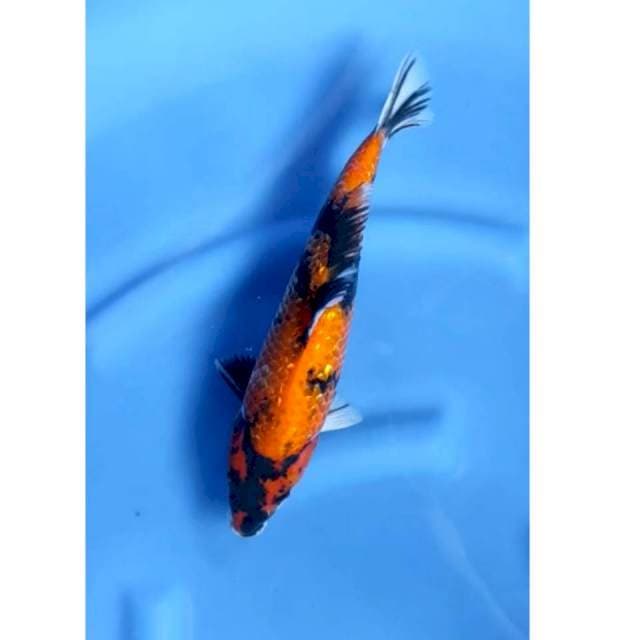 33 cm # HI SHOWA