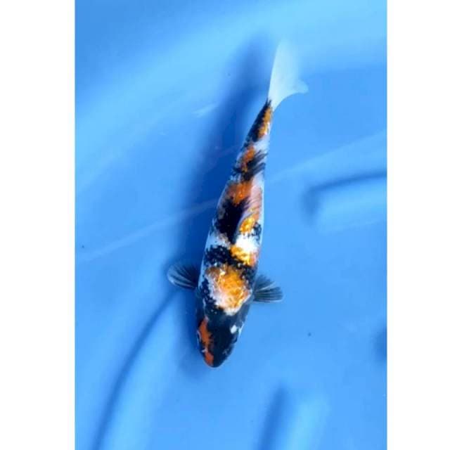 27 cm # SHOWA SANSOKU
