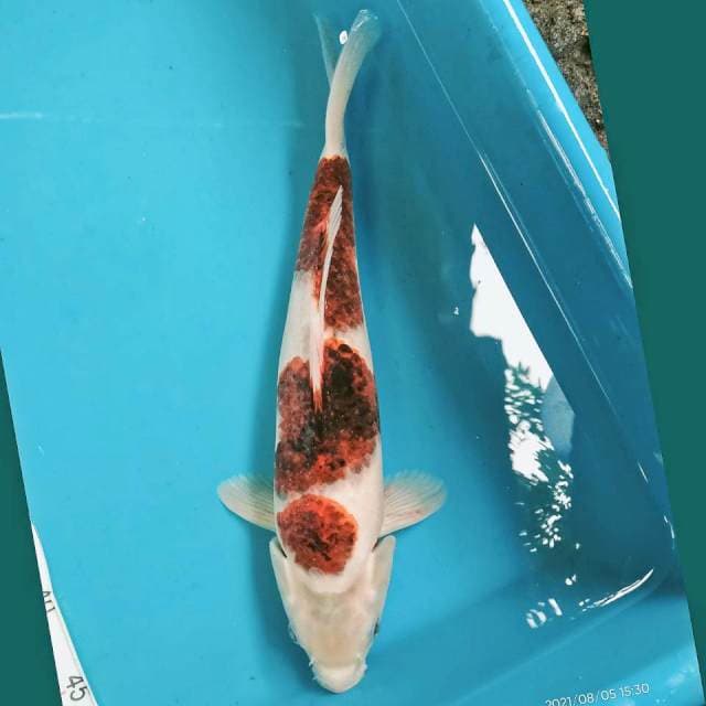 Goromo 37cm
