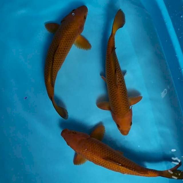 3 ekor chagoi tembaga 30-33 cm