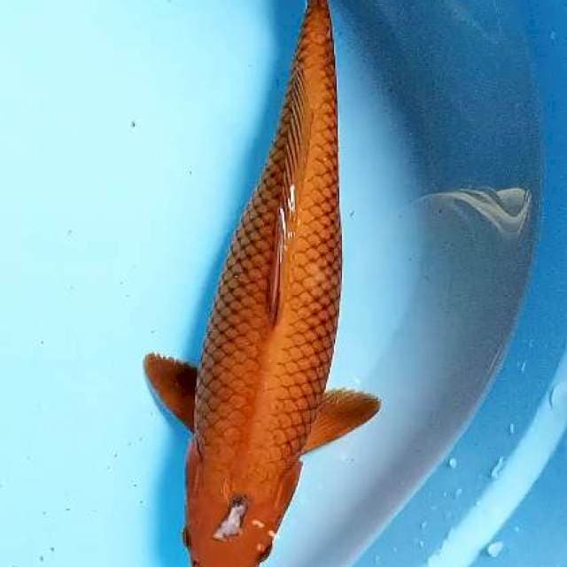 Tembaga 37 cm