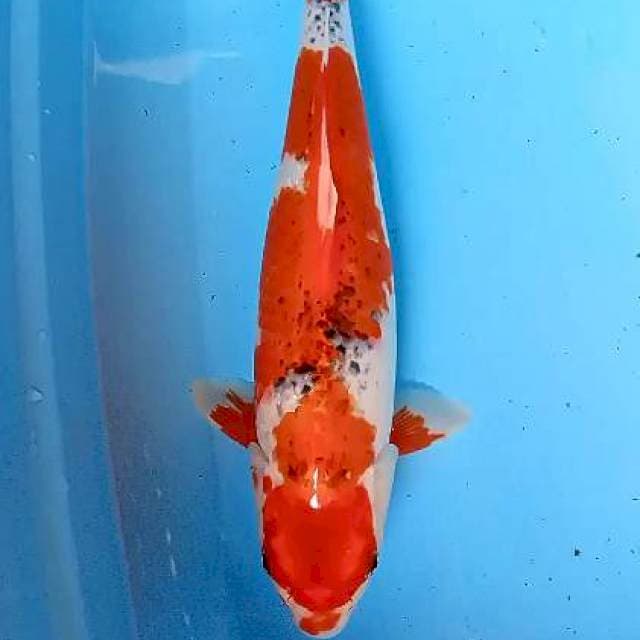 Goshiki jumbo 42;cm