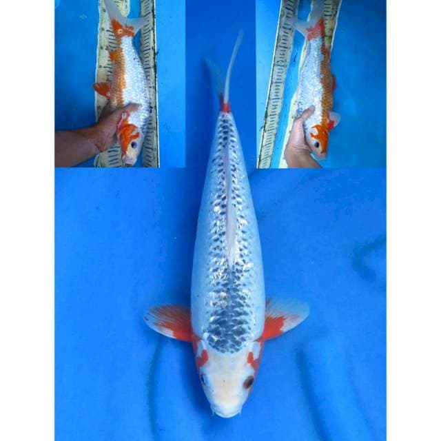 Asagi Ginrin - 40bu