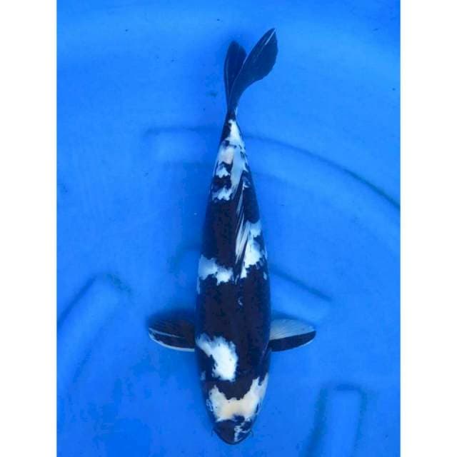 Shiro Jet Balck - 44cm