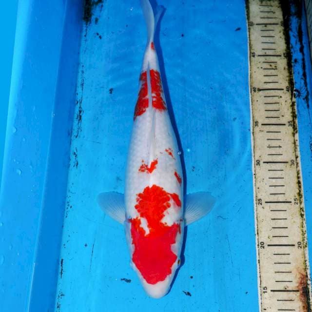 38cm KOHAKU