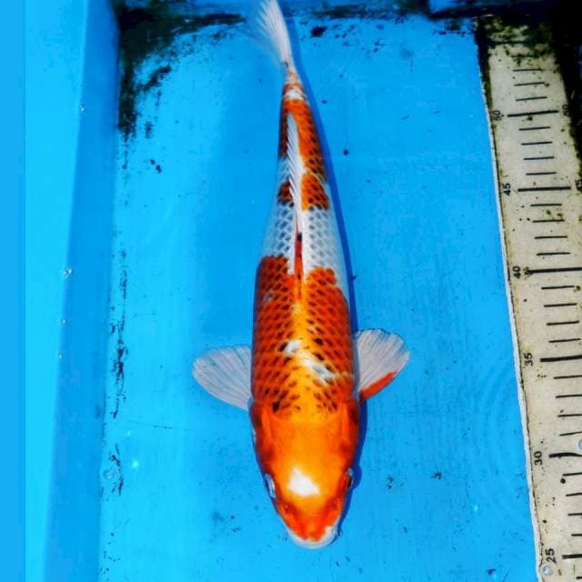 32cm F1 KOJAKU
