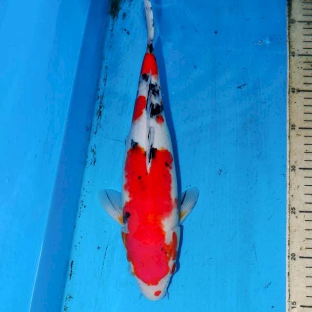 36cm SANKE