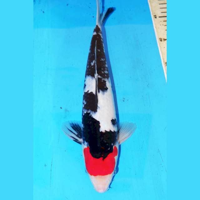 32cm ORI TANCHO SHOWA