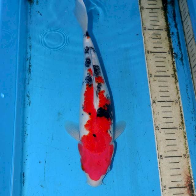 31cm SANKE