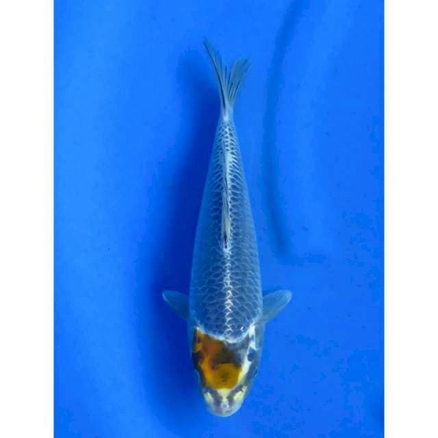 27cm - Tancho Ochiba
