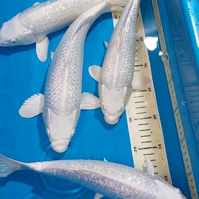 PLATINUM FULL GINDRIN BERPUNUK 32-35 CM