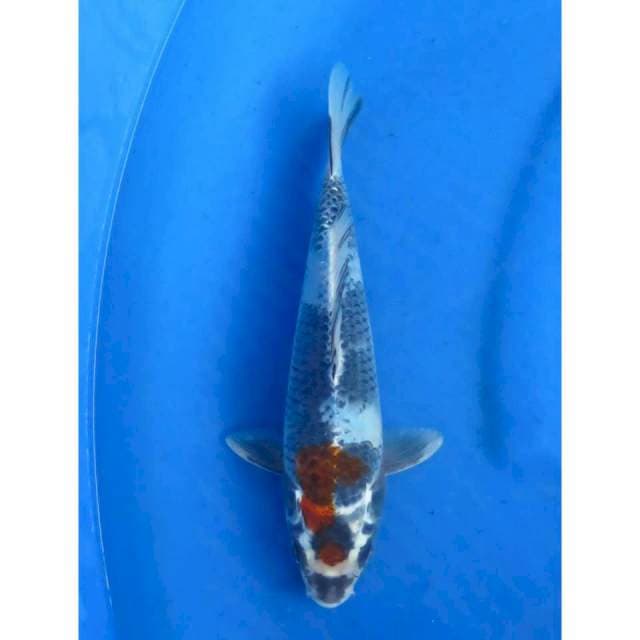 25cm - Super Unique