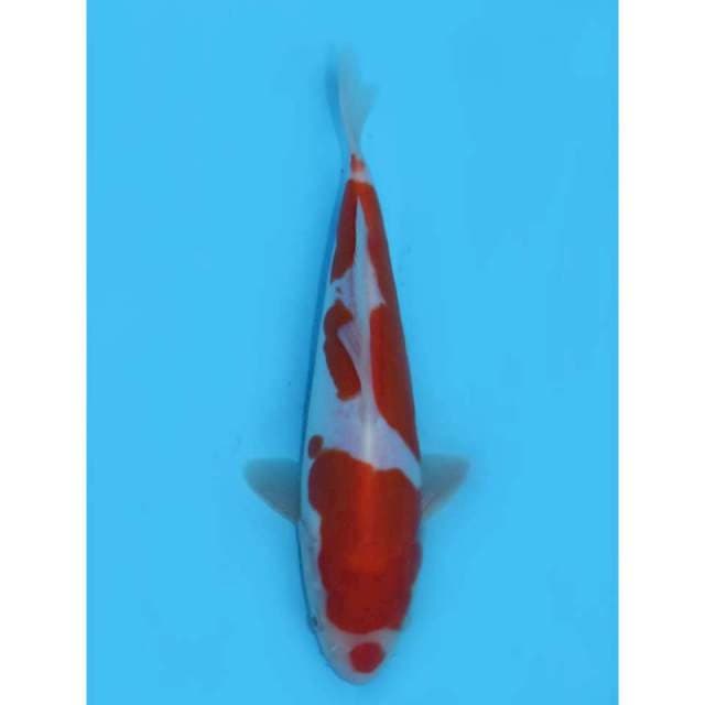 20cm - Kohaku Doitsu