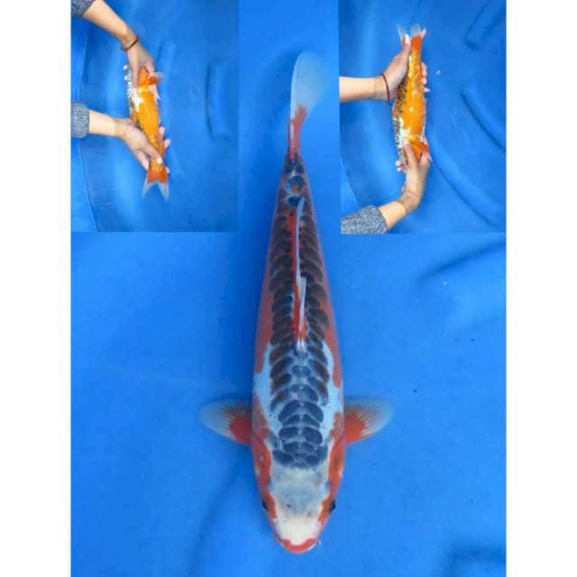 30cm - Shusui