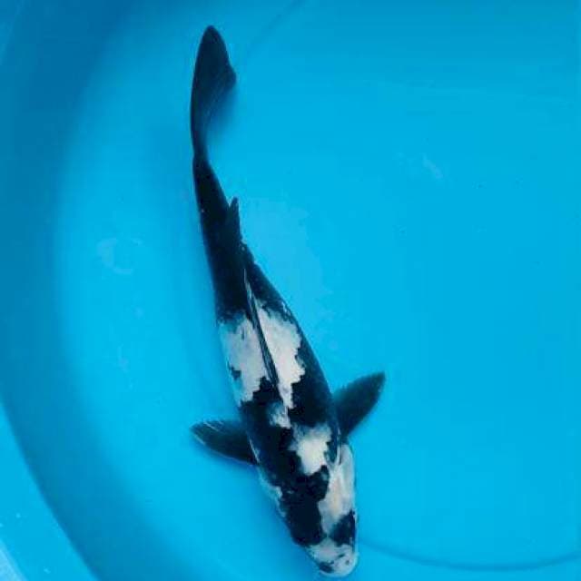 Shiro ,F35cm