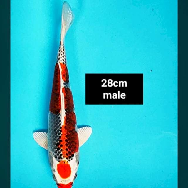 Kujaku SQ 28cm male ®
