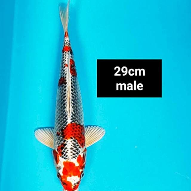 Kujaku SQ 29cm male ®