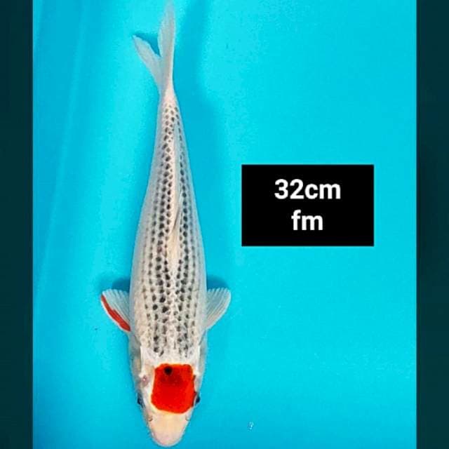 Tancho goshiki 32cm ®