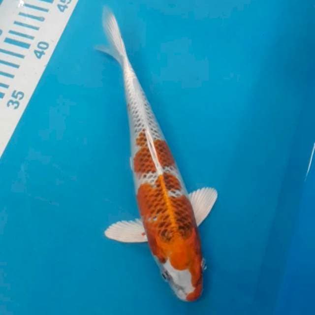 Kujaku 25 cm
