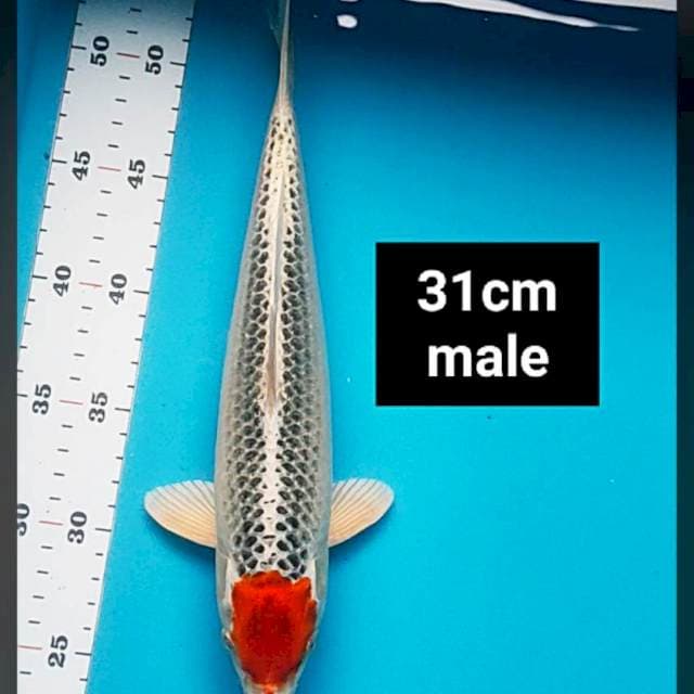 Tancho kujaku 31cm male ®