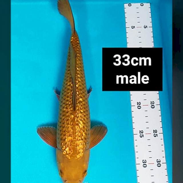 Chagoi tembaga ginrin 33cm male