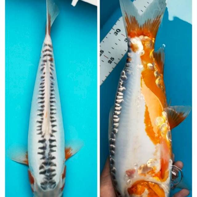 Hana shusui 34cm male