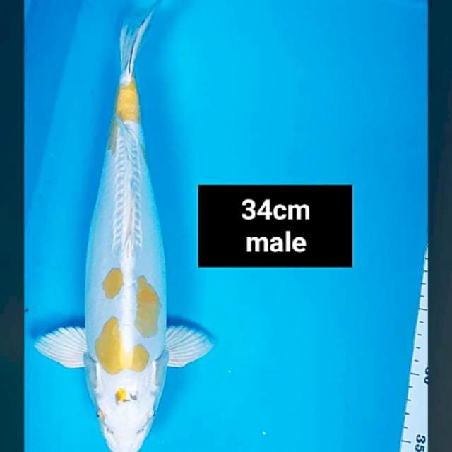 Hariwake doit punuk 34cm male