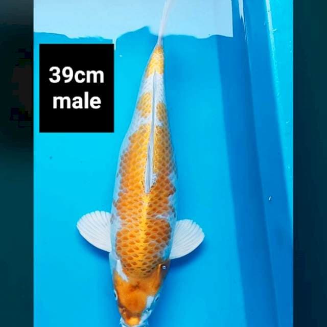 Kujaku punuk jumbo 39cm male