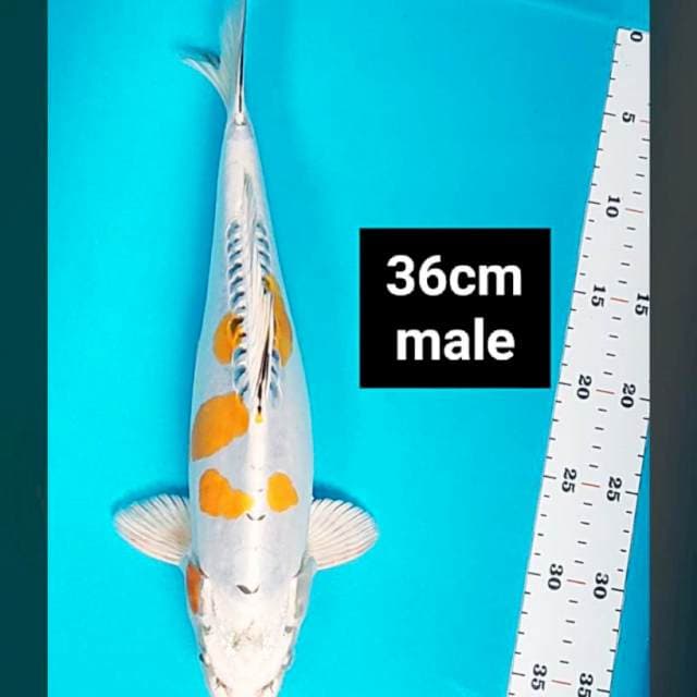 Kin kiko punuk 36cm male