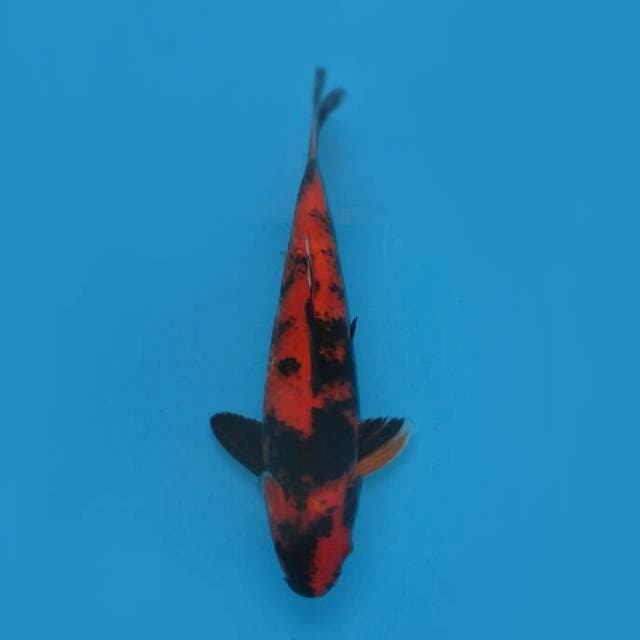 Red Hi Utsuri