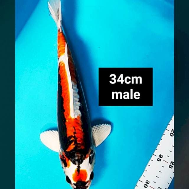 Maruten kabuto 34cm male