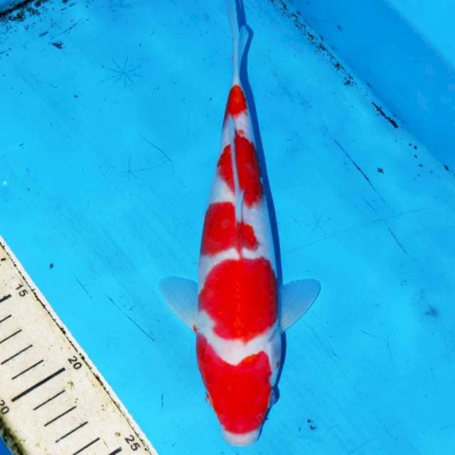 ITSUHOSHI KOHAKU