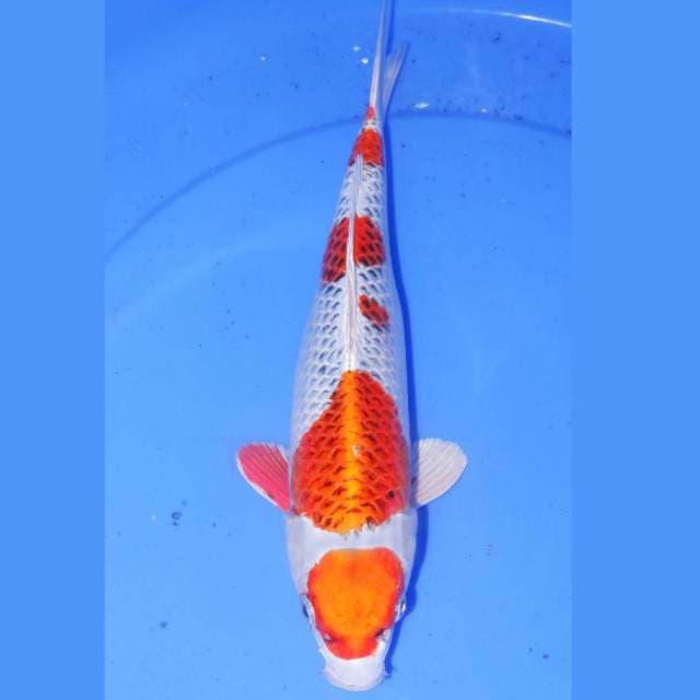 KICHINTO KUJAKU 32cm