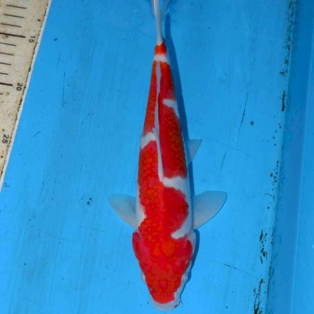 ASSASHIN KOHAKU