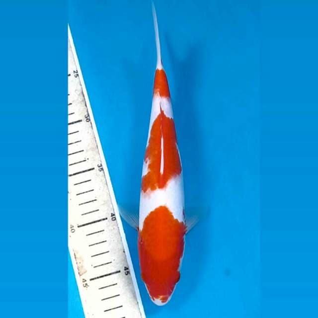 Kohaku, 26 cm