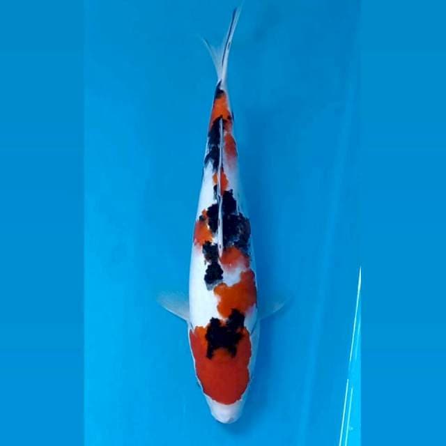 Sanke, 26 cm