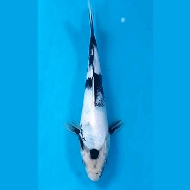 Shiro, 19 cm