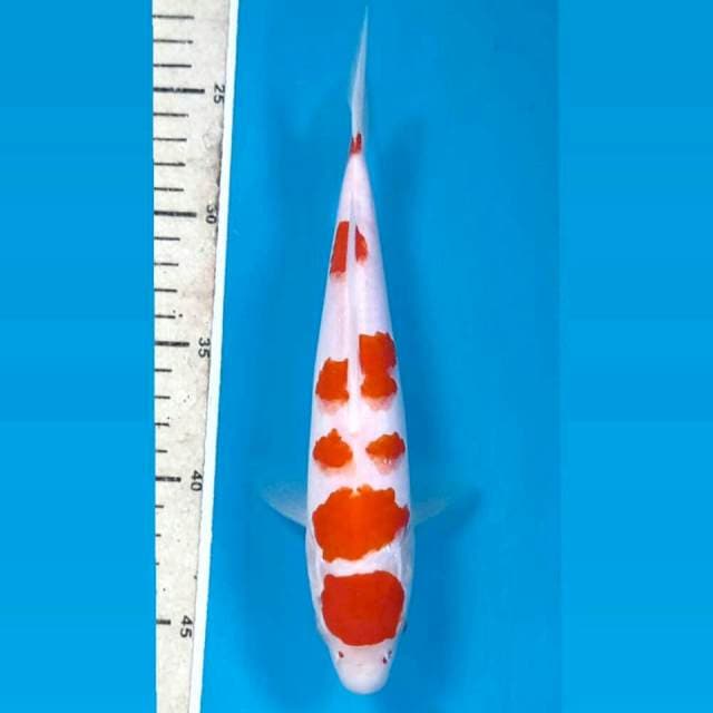 Kohaku, 22 cm