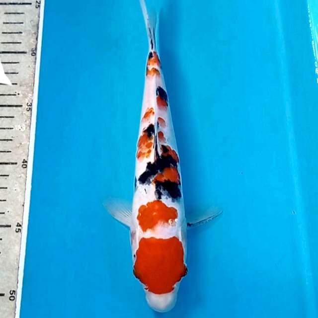 Sanke, 24 cm