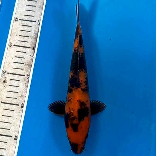 Hi-utsuri, 25 cm