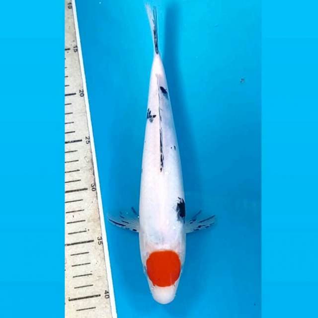 Tancho sanke, 27 cm