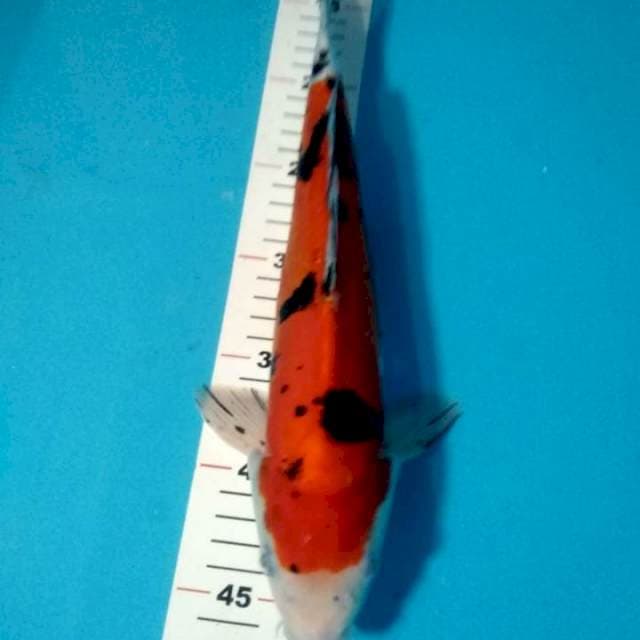 Sanke doitsu strong 34cm