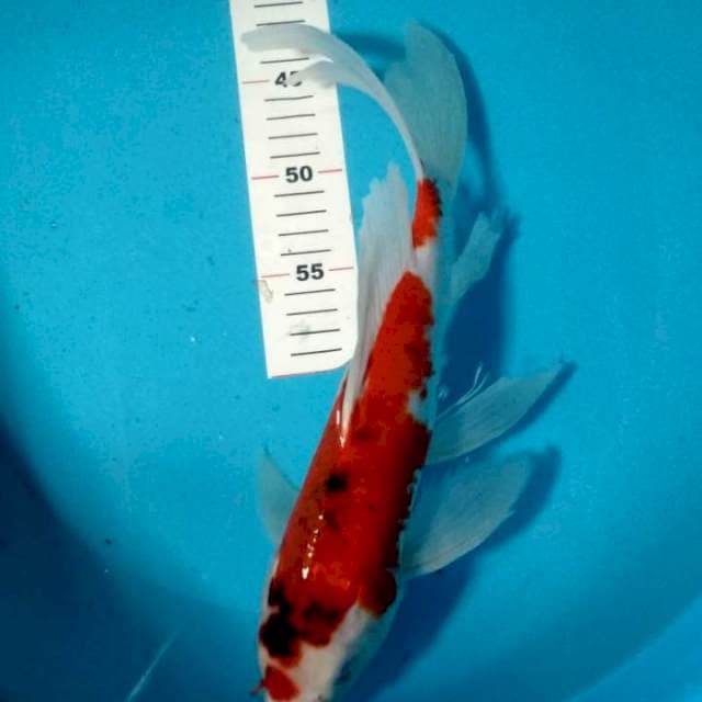 Kumpay goshiki merah strong 34cm