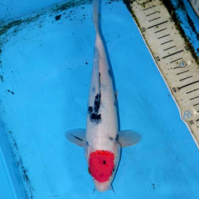 36cm TANCHO SANKE PROSPECT